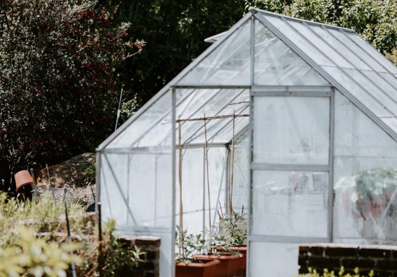 green trees and plants inside greenhouse