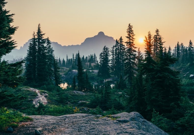 pine trees field near mountain under sunset