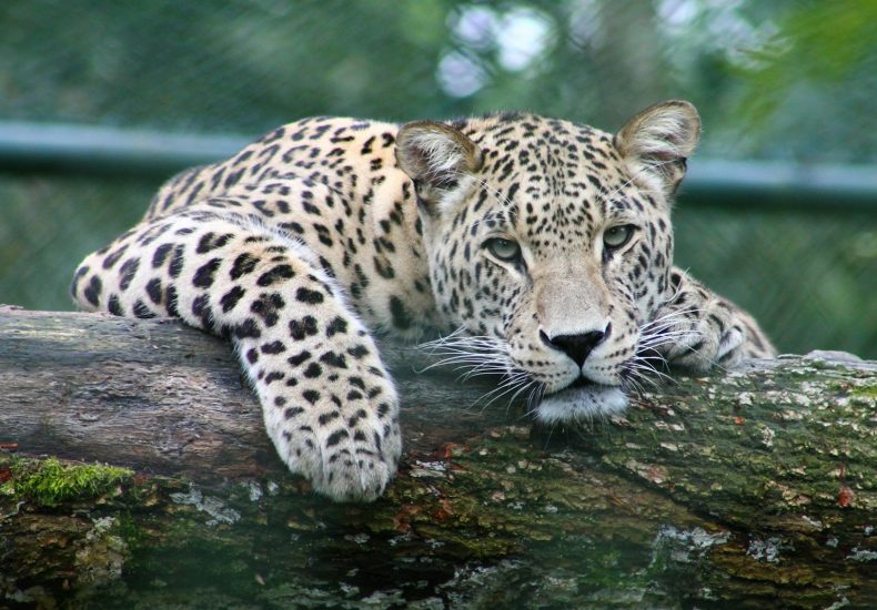 leopard on tree branch