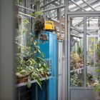 a blue refrigerator covered in plants in a greenhouse